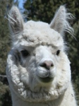 Accoyo Evangelina